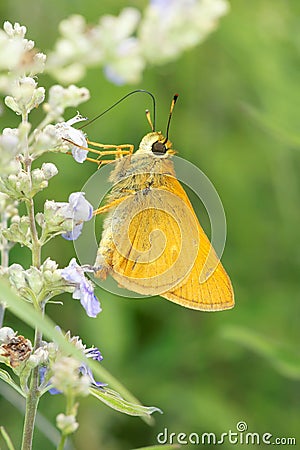 Skipper butterfly Stock Photo