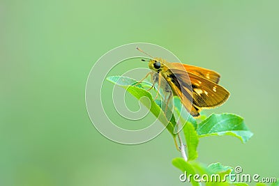 Skipper butterfly Stock Photo