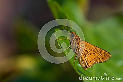 A skipper butterfly sticking out her proboscis while standing on Stock Photo