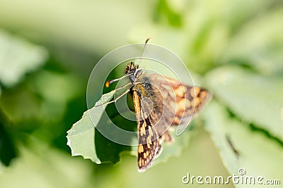 Skipper diurnal butterfly from Hesperiidae family close up macro Stock Photo