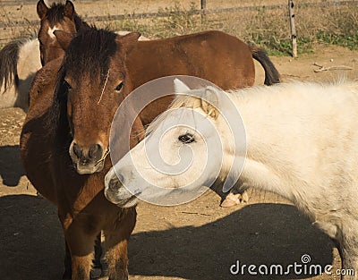 Skirian horses, Skiros, northern Sporades, Greece Stock Photo