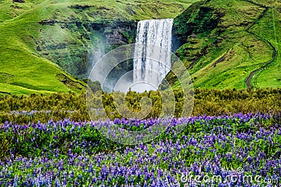 Skogafoss Waterfall in Iceland in Summer Stock Photo