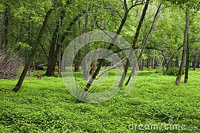 Skokie Lagoons Floodplain Forest 701763 Stock Photo