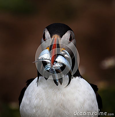 Skomer Island Stock Photo