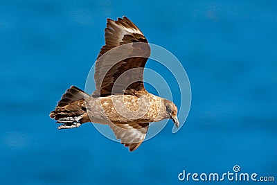 Skua flight. Brown skua, Catharacta antarctica, water bird flying above the sea., evening light, Argentina. Bird fly with blue oce Stock Photo
