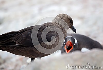 Skua and Gentoo Penguin Stock Photo