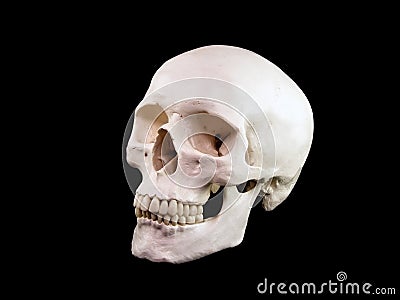 Skull Stock Photo