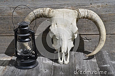 Skull of a beef animal not to an old lantern Stock Photo