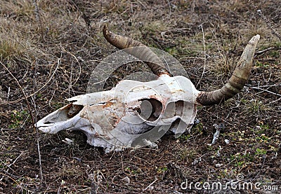 Skull beef cattle Stock Photo