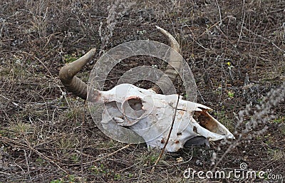 Skull beef cattle Stock Photo