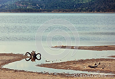 Skull and bones of African buffalo on the shore of Stock Photo