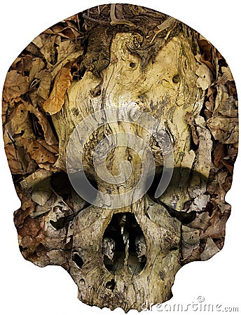 Skull covered with tree root Stock Photo