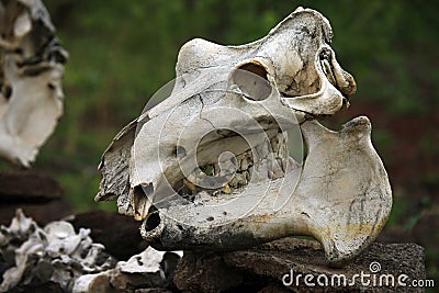 Skull of a cow Stock Photo