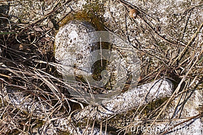 Skull and crossbones on an old gravestone covered with old grass and moss Stock Photo