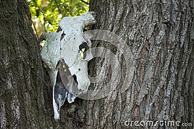 Skull of a dead cow on a tree trunk Stock Photo