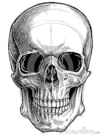 Skull Drawing line work vector. Vector Illustration