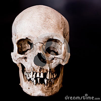 Skull facing straight close up Stock Photo