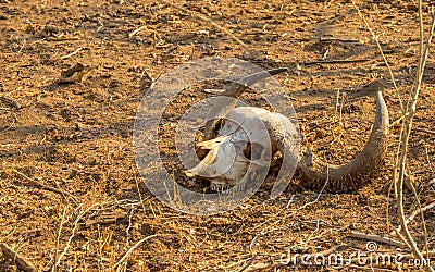 Skull and horns of an African buffalo isolated Stock Photo