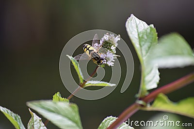 Skull hover fly Stock Photo