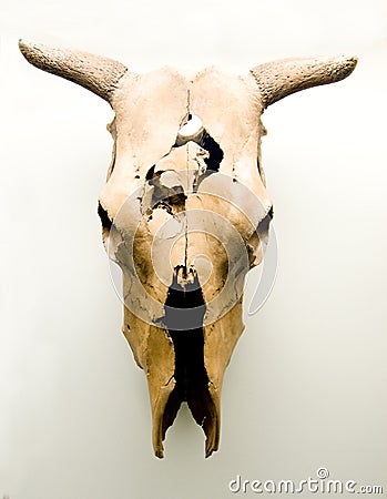 Skull of an Ox Stock Photo