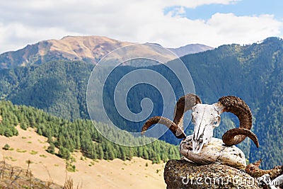 Skull of ram on Pagan shrine in Shenako village. Tusheti region. Georgia Stock Photo