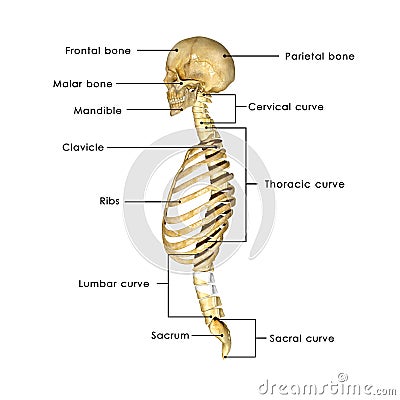 Skull with rib cage Stock Photo