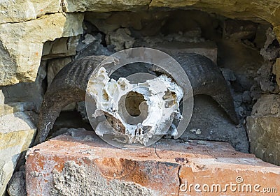 Skull, skeleton of a goat, with big, crooked horns, hangs by wall Stock Photo