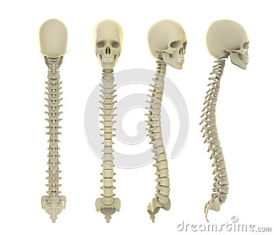 Skull And Spine Anatomy Stock Illustration - Image: 55928553