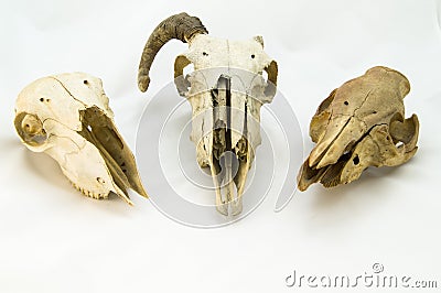 Skulls of ovine Stock Photo