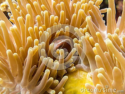 Skunk Clownfish (Anemonefish) - Borneo, Malaysia Stock Photo