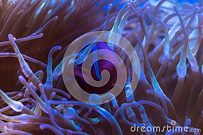 Skunk clownfish, Nosestripe anemonefish, Whitebacked clownfish Stock Photo