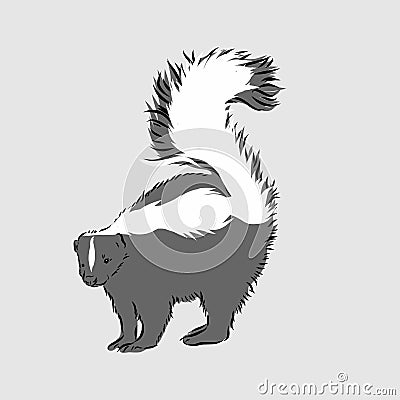 Skunk. Hand drawing of wildlife. Animals of North America series. Vintage engraving style. Vector illustration art. Black and Cartoon Illustration