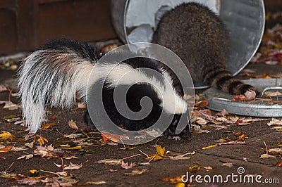 Skunk (Mephitis mephitis) Walks Past Raccoon (Procyon lotor) in T Stock Photo