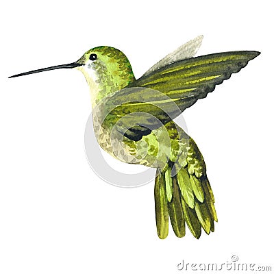 Sky bird colibri in a wildlife by watercolor style isolated. Stock Photo