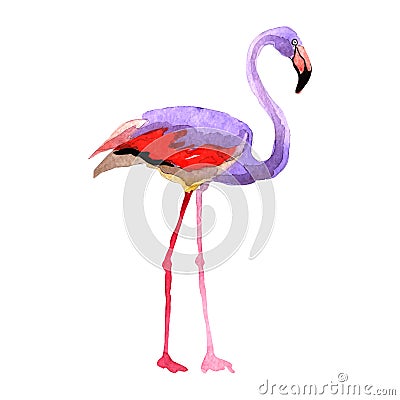 Sky bird flamingo in a wildlife by vector style isolated. Vector Illustration