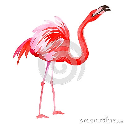 Sky bird flamingo in a wildlife by vector style isolated. Vector Illustration
