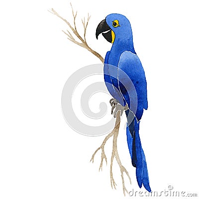 Sky bird parrot macaw in a wildlife by watercolor style isolated. Stock Photo