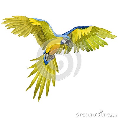 Sky bird parrot macaw in a wildlife by watercolor style isolated. Stock Photo