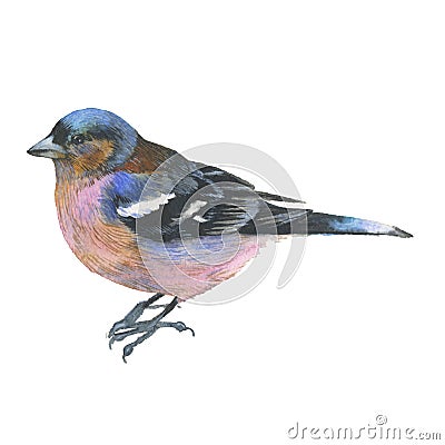 Sky bird sparrow in a wildlife by watercolor style isolated. Stock Photo