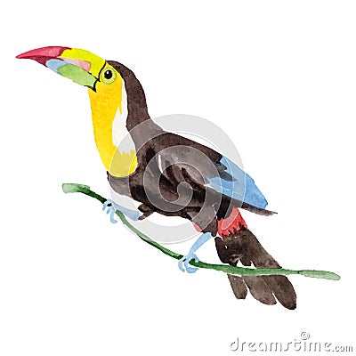 Sky bird toucan in a wildlife by vector style isolated. Vector Illustration