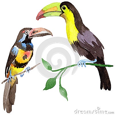 Sky bird toucan in a wildlife by watercolor style isolated. Stock Photo