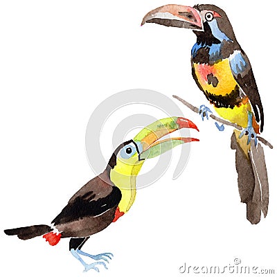 Sky bird toucan in a wildlife by watercolor style isolated. Stock Photo