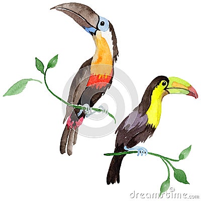 Sky bird toucan in a wildlife by watercolor style isolated. Stock Photo