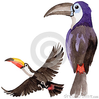 Sky bird toucan in a wildlife by watercolor style isolated. Stock Photo