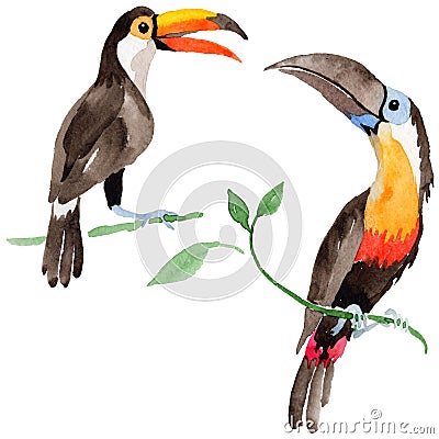 Sky bird toucan in a wildlife by watercolor style isolated. Stock Photo