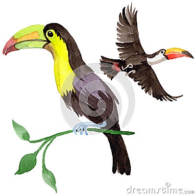 Sky bird toucan in a wildlife by watercolor style isolated. Stock Photo