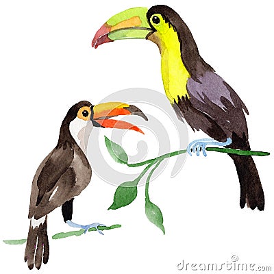 Sky bird toucan in a wildlife by watercolor style isolated. Stock Photo