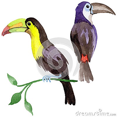 Sky bird toucan in a wildlife by watercolor style isolated. Stock Photo