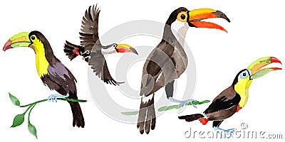 Sky bird toucan in a wildlife by watercolor style isolated. Stock Photo