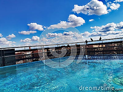 Sky birds swimming pool life Stock Photo